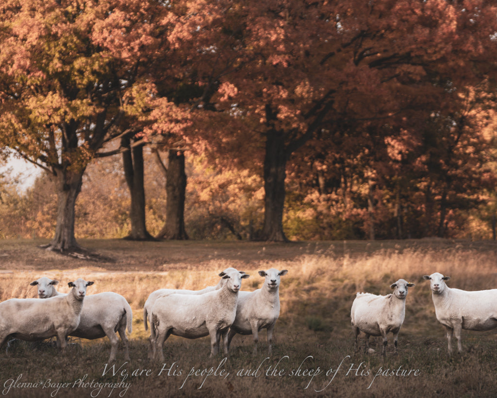 flock of sheep in field with autumn trees in background