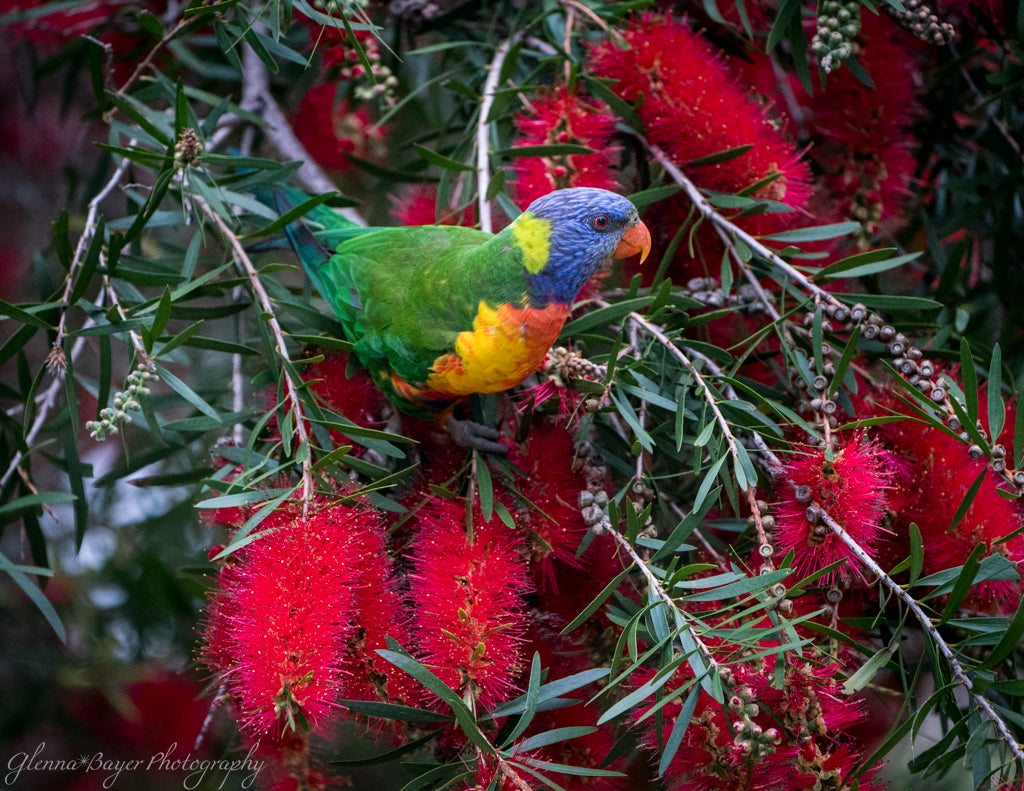 bright, colorful bird sitting in tree
