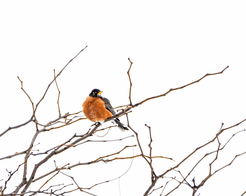 robin sitting in tree in winter