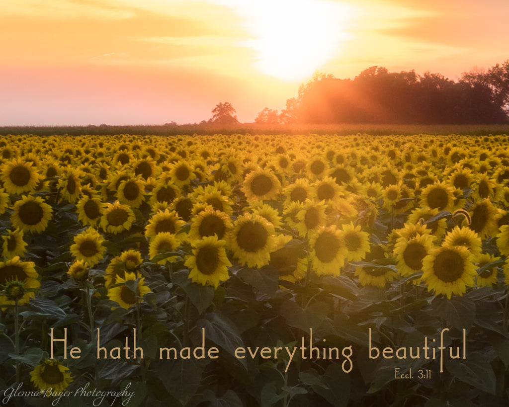 Field of sunflowers at sunset