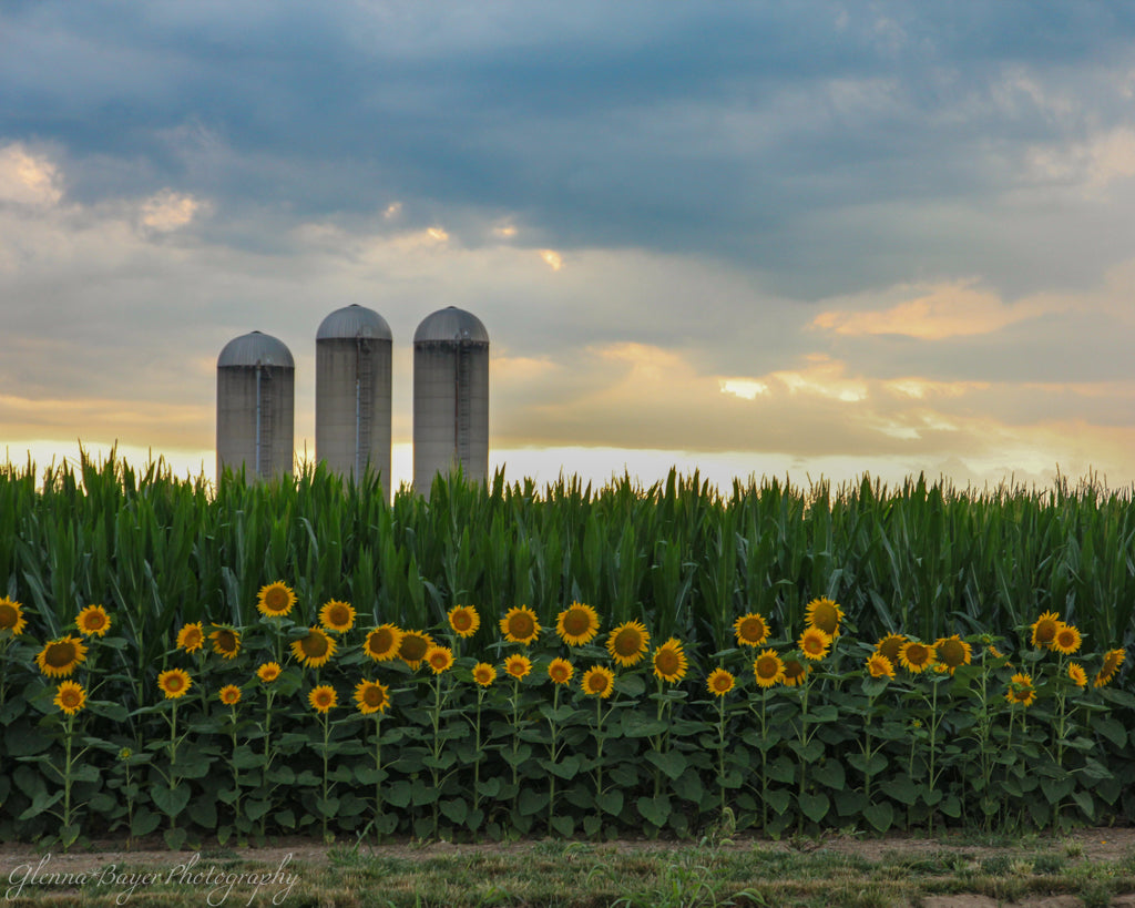 row of sunflowers in front of corn with three silos in background
