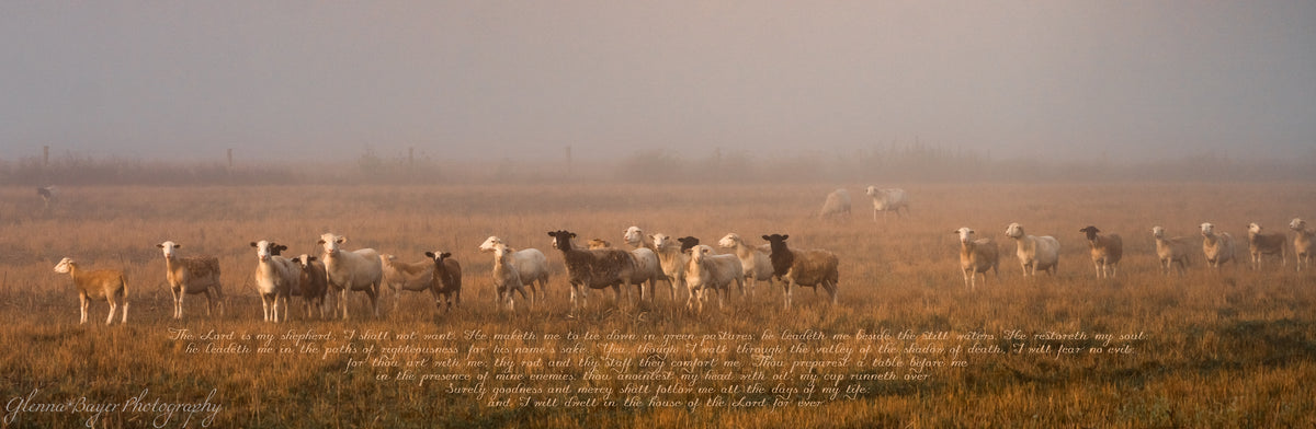 Darke County Sheep Pano (0673-1)