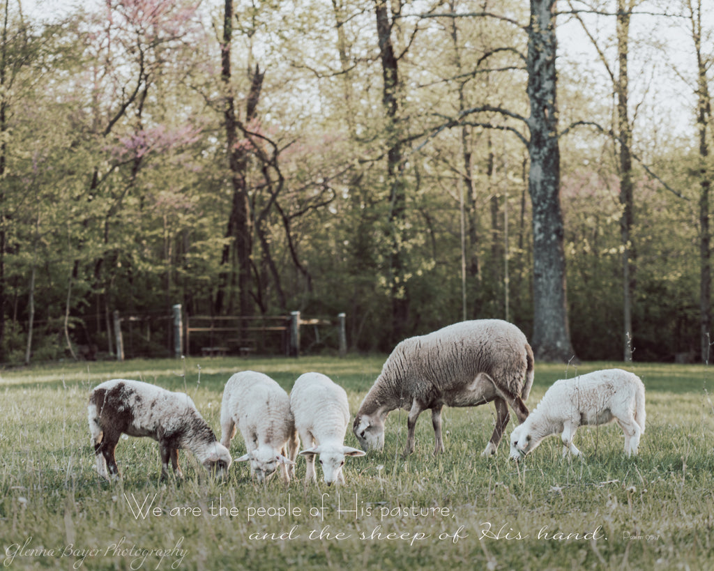 flock of sheep grazing on a spring day