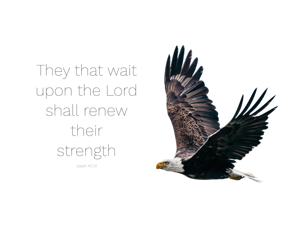 soaring bald eagle