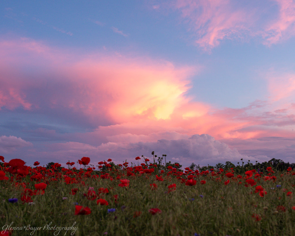 large poppy field at sunset