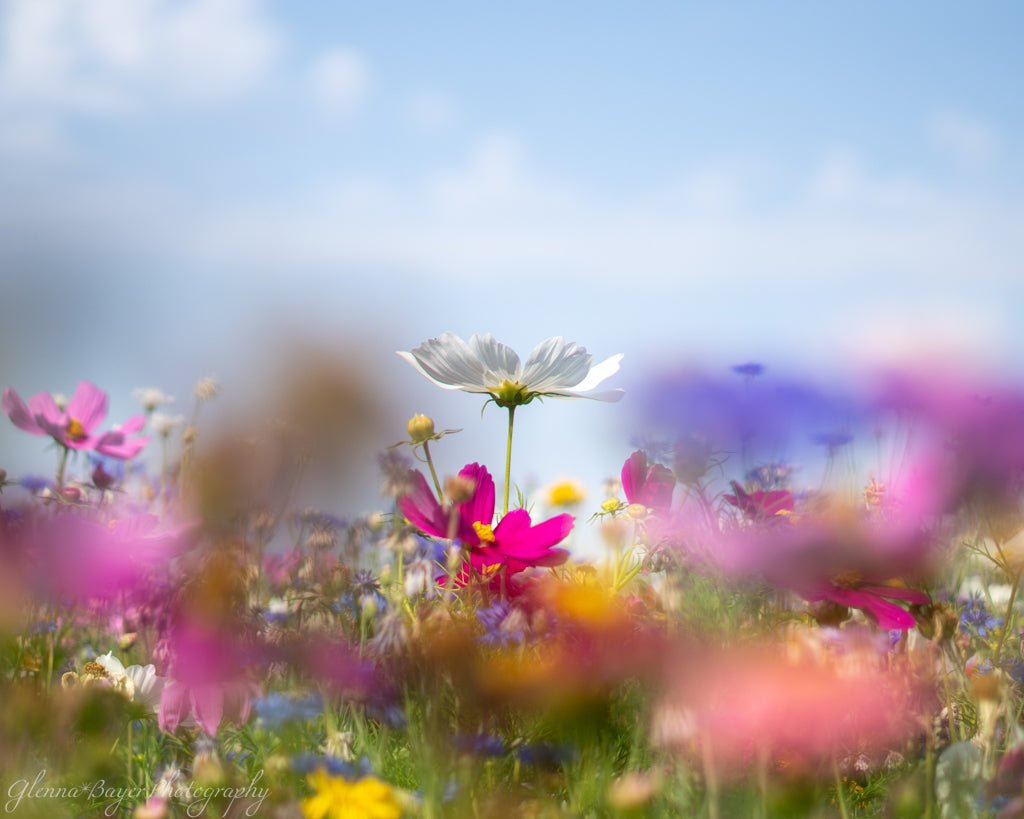 flower field