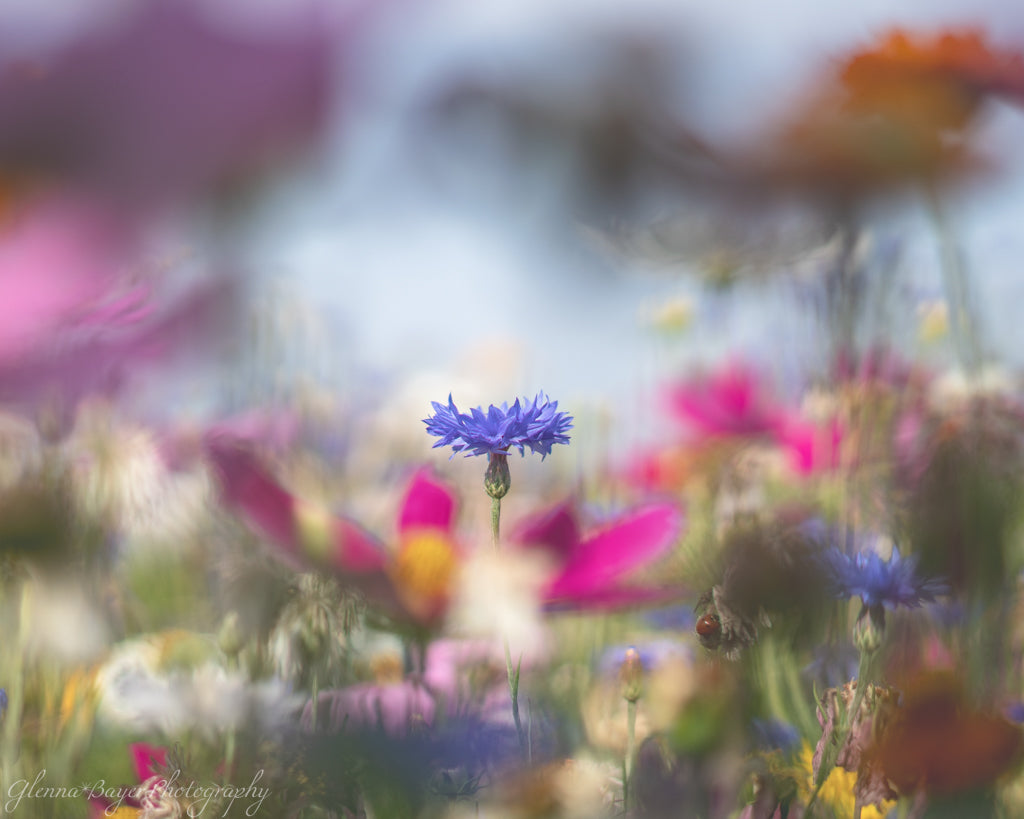 flower field