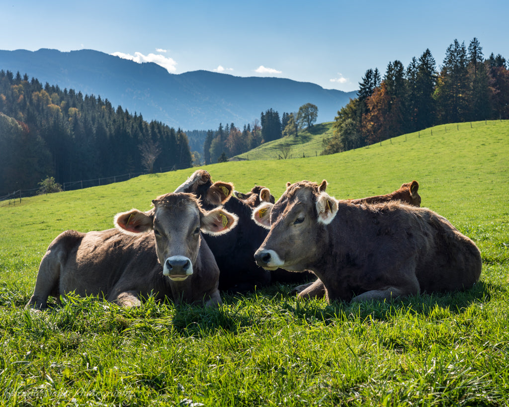 cows laying in pasture with mountain in background