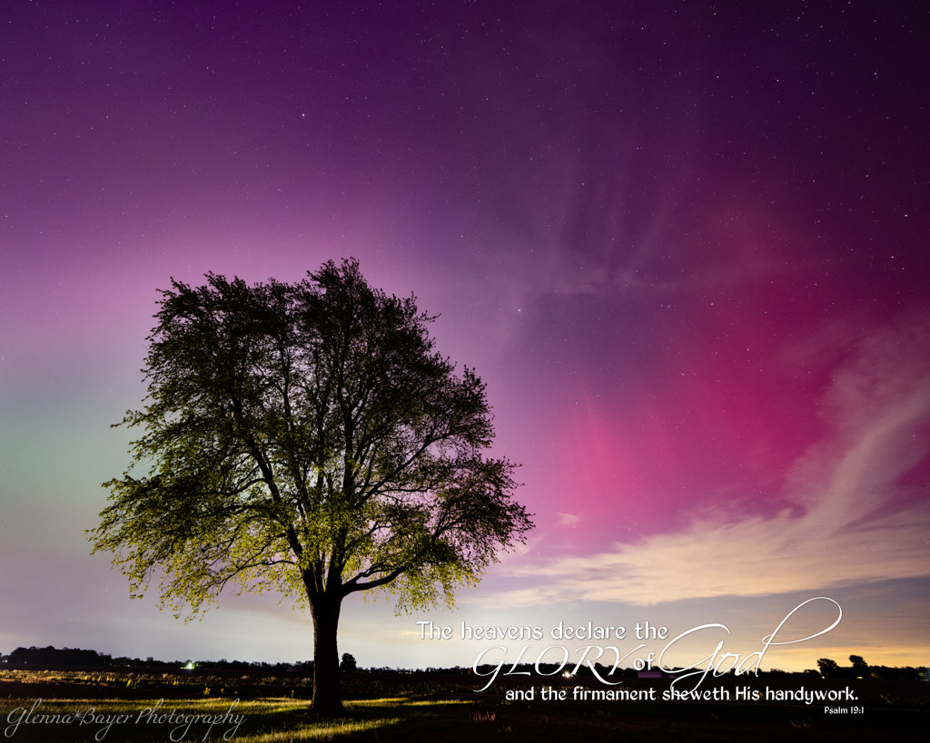 northern lights and tree silhouette