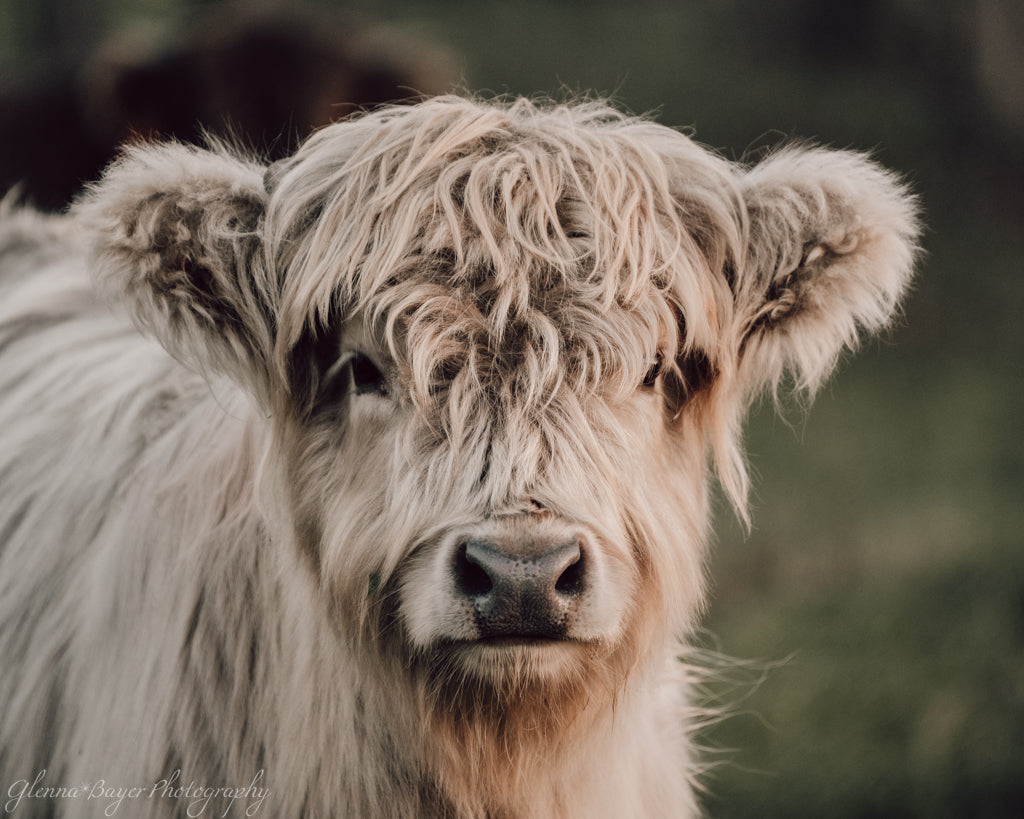 Close-up of a highland cow with a blurred background