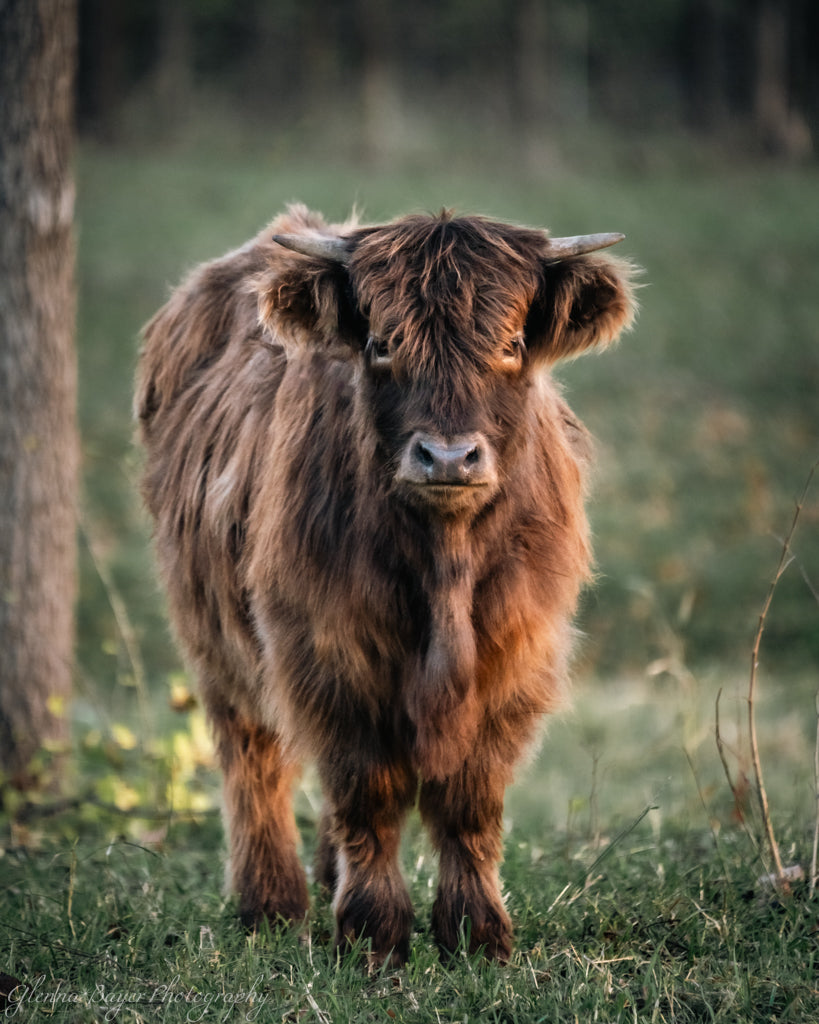 Brown Highland cow standing in a grassy field with a blurred background