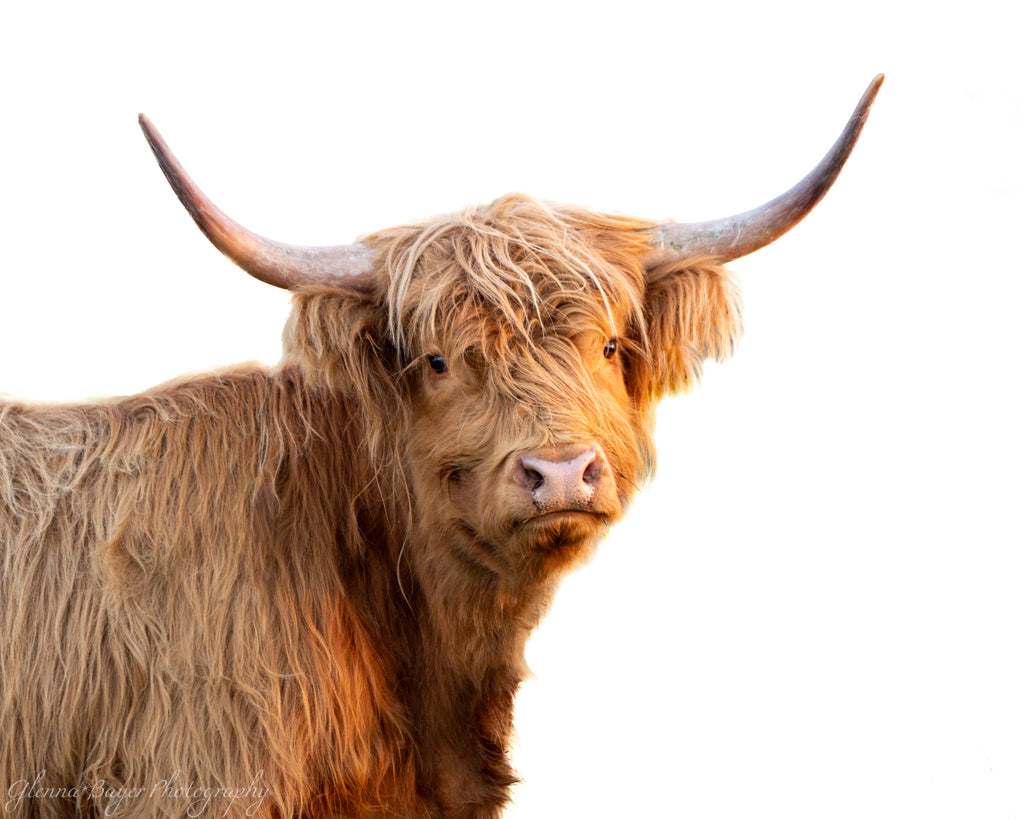 Highland cow with long horns on a white background