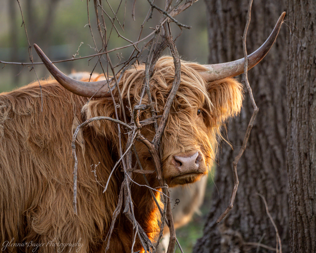 brown highland cow standing in vines