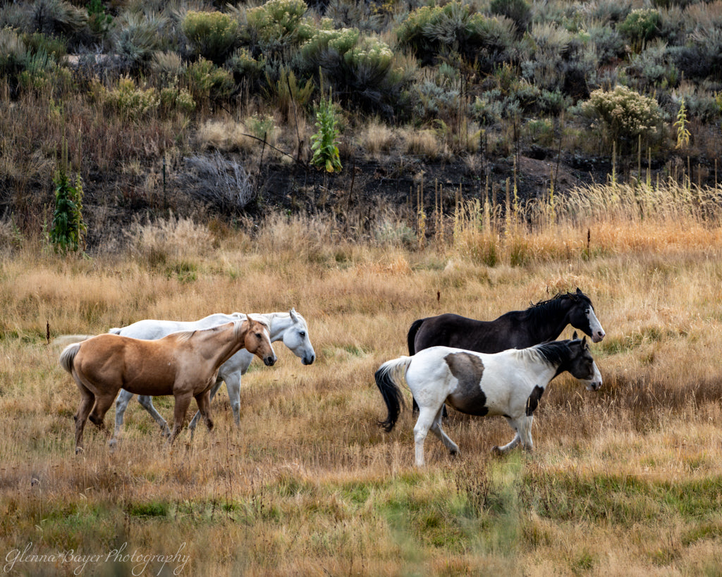 four horses moving through field