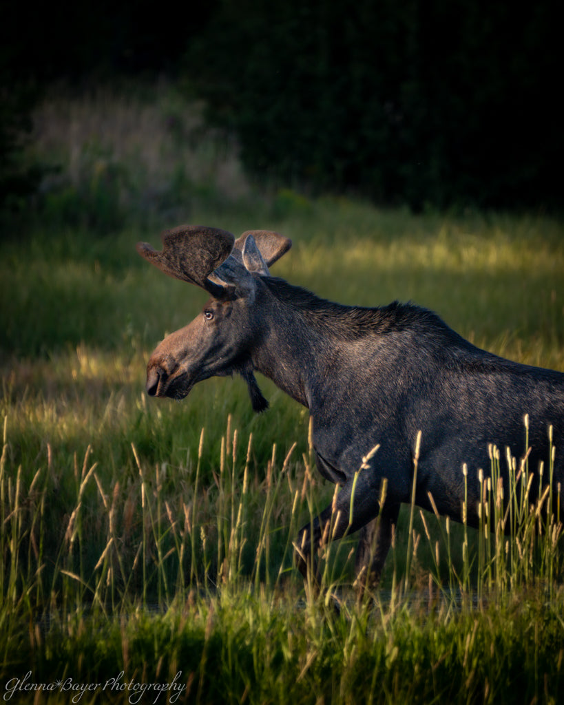 moose walking in tall grass