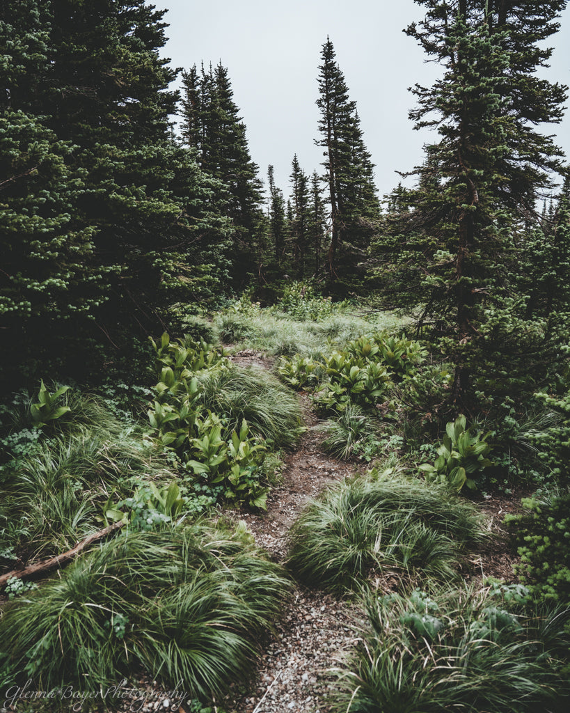 path through green foliage