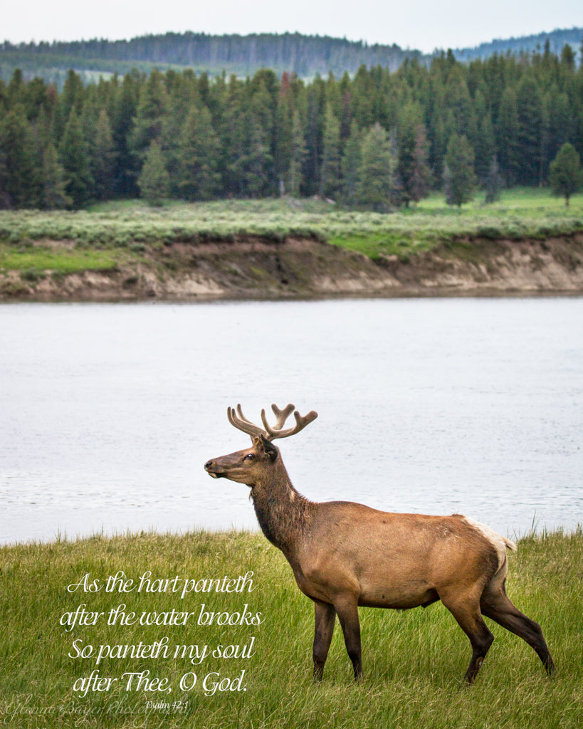 Elk beside river in Yellowstone National Park with scripture verse