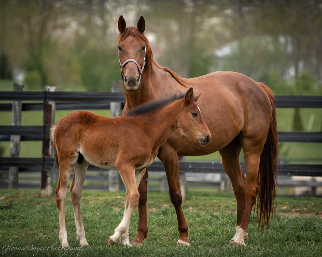 Brown Horse and Colt standing in green pasture