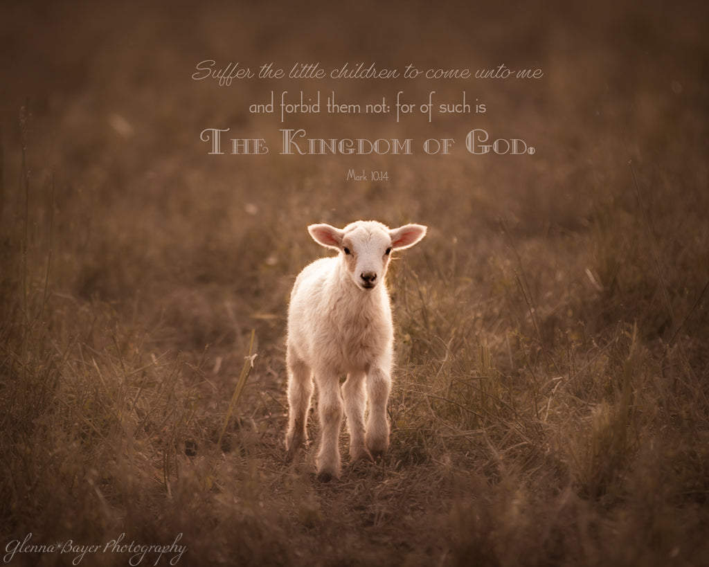 lamb standing alone in pasture