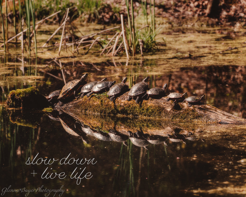 Turtles lined up on log in pond