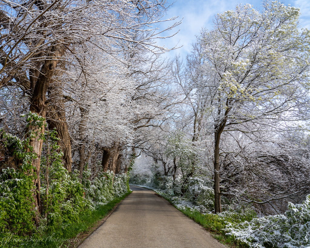 Road through snow covered trees in spring