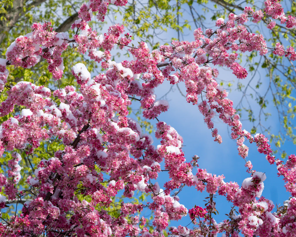 snow on pink blooms and green leaves