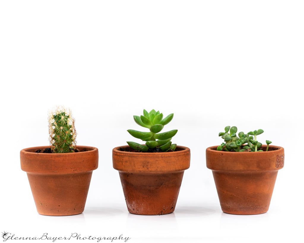 Three potted plants, a cactus and two succulents with white background