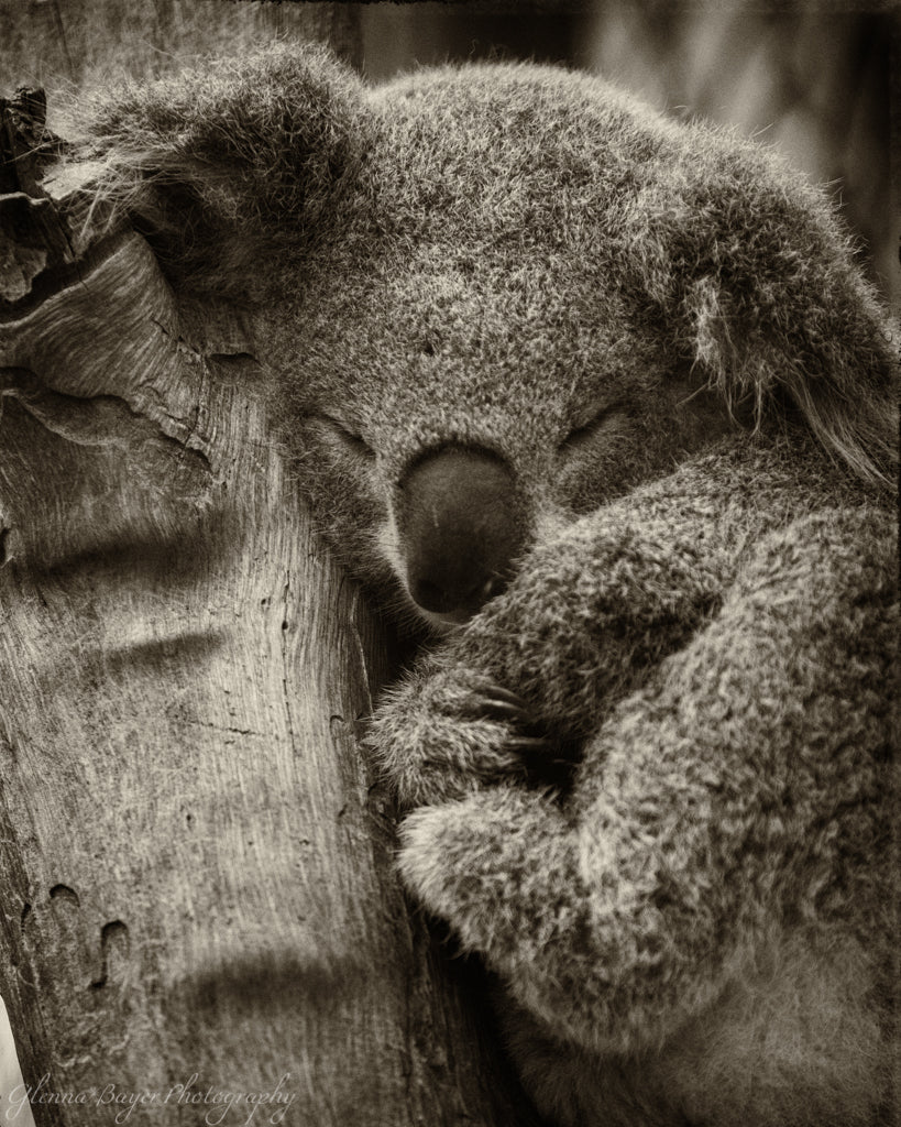 Koala Bear sleeping in tree in Australia