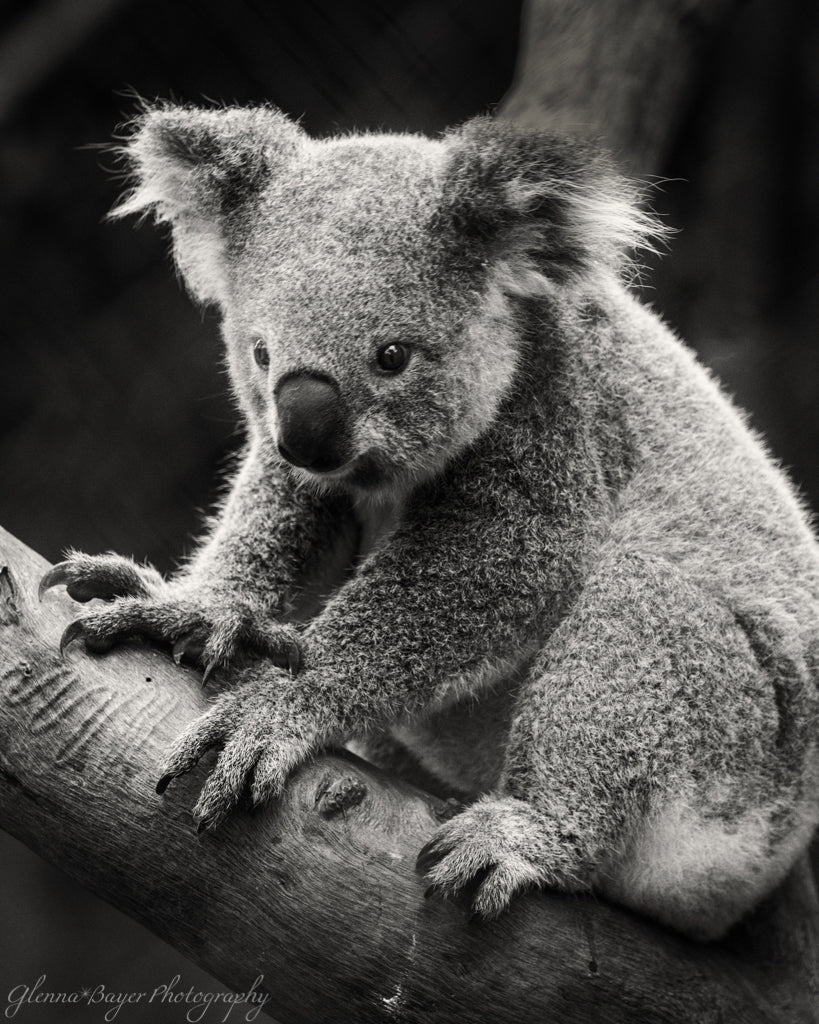 Koala Bear sitting in tree in Australia