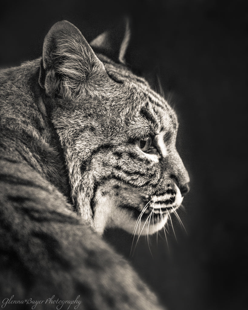 Side head profile of a bobcat