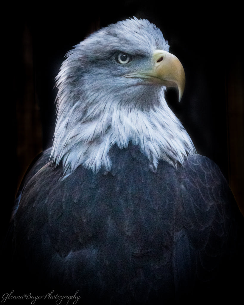 Head and chest of Bald Eagle