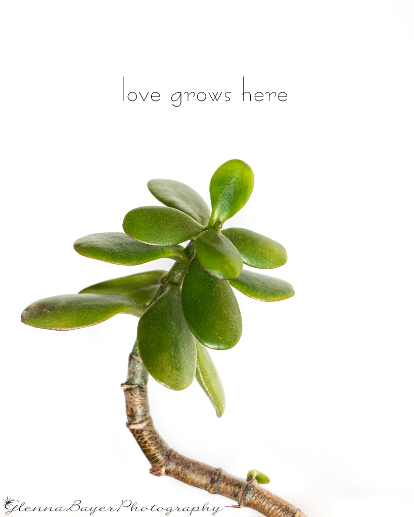Jade plant with white background