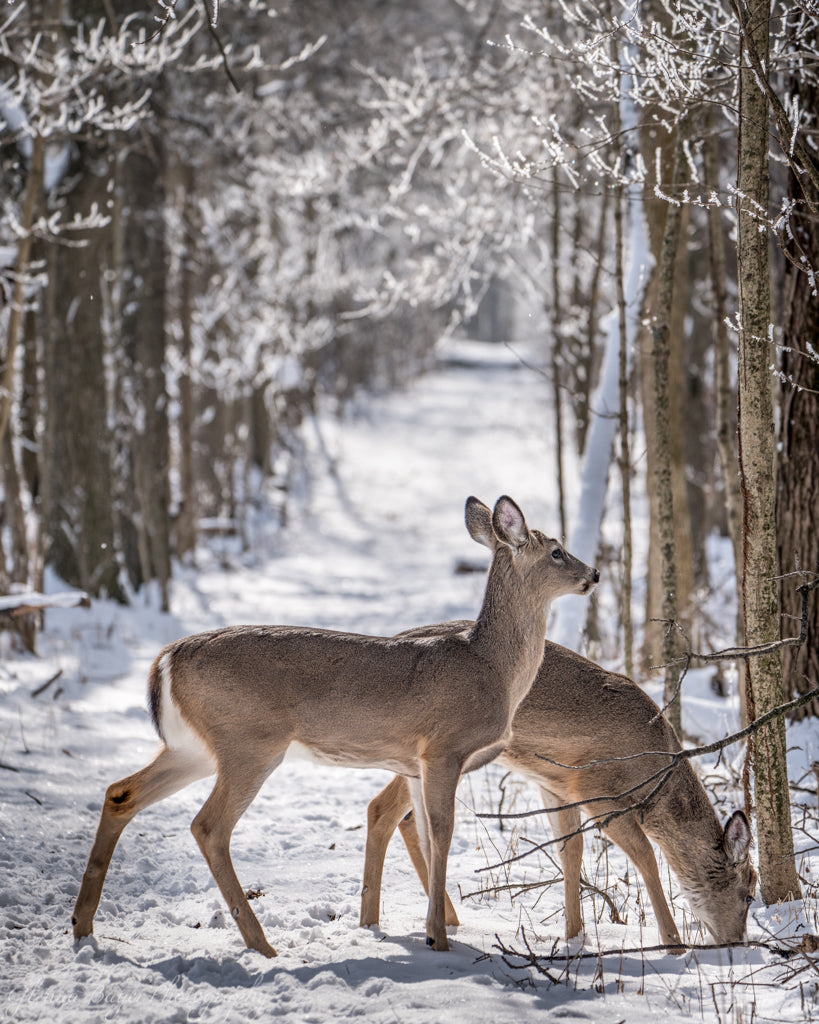 Two does on on snowy path