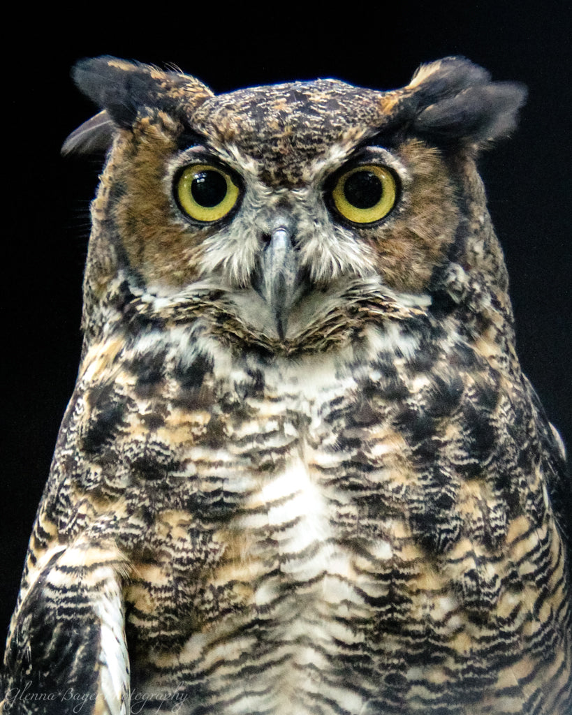 Head shot of brown, white, and black owl
