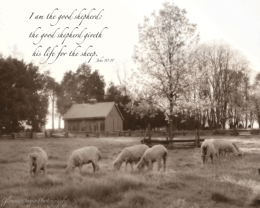 Flock of sheep in pasture and barn  with scripture verse