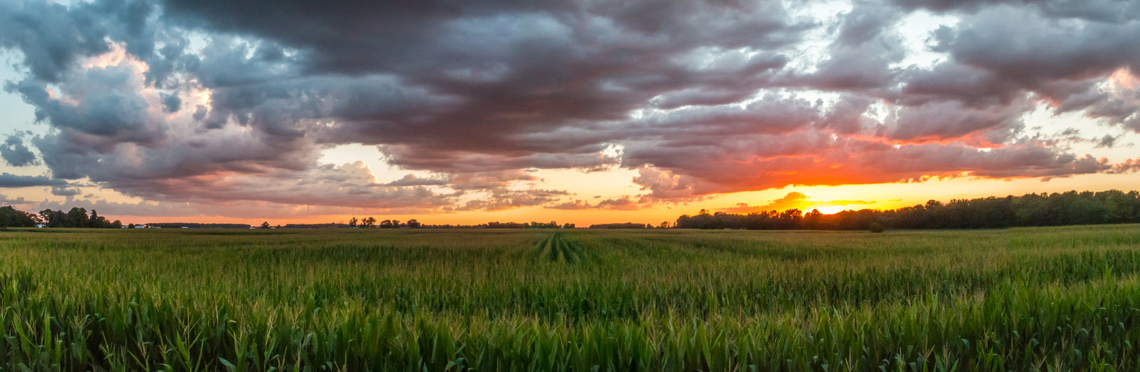 Ohio Cornfield at Sunset