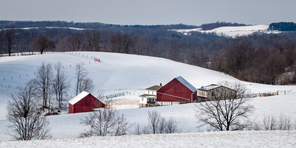 Red barns in snow in Holmes County, Ohio