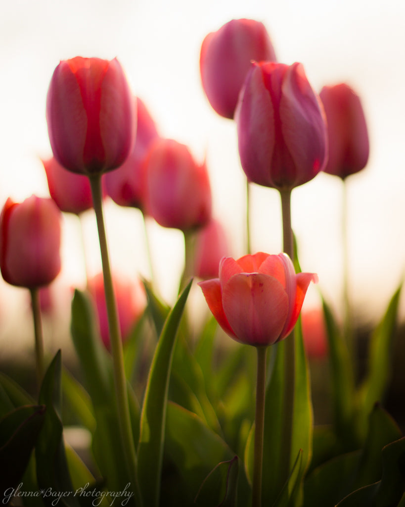 Close up of pink tulips in golden morning light