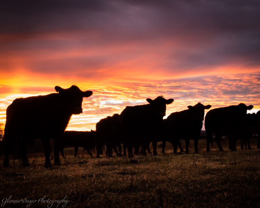Silhouette of a herd of cattle during sunset near Red Valley, Virginia