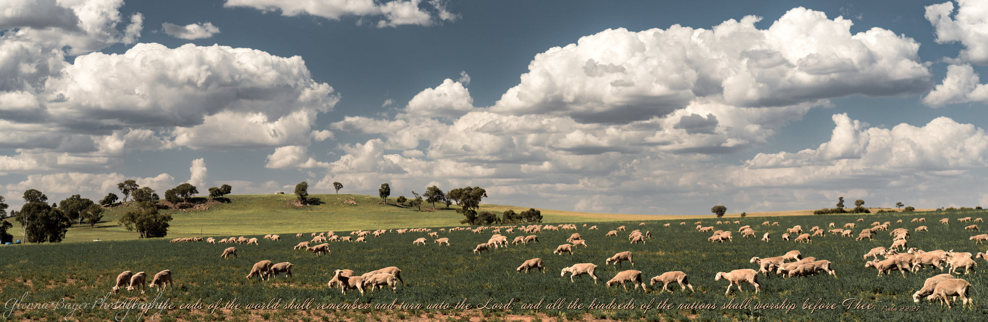 Herd of sheep grazing in wide open field with puffy clouds