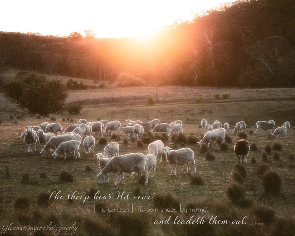 sheep grazing in field at evening time