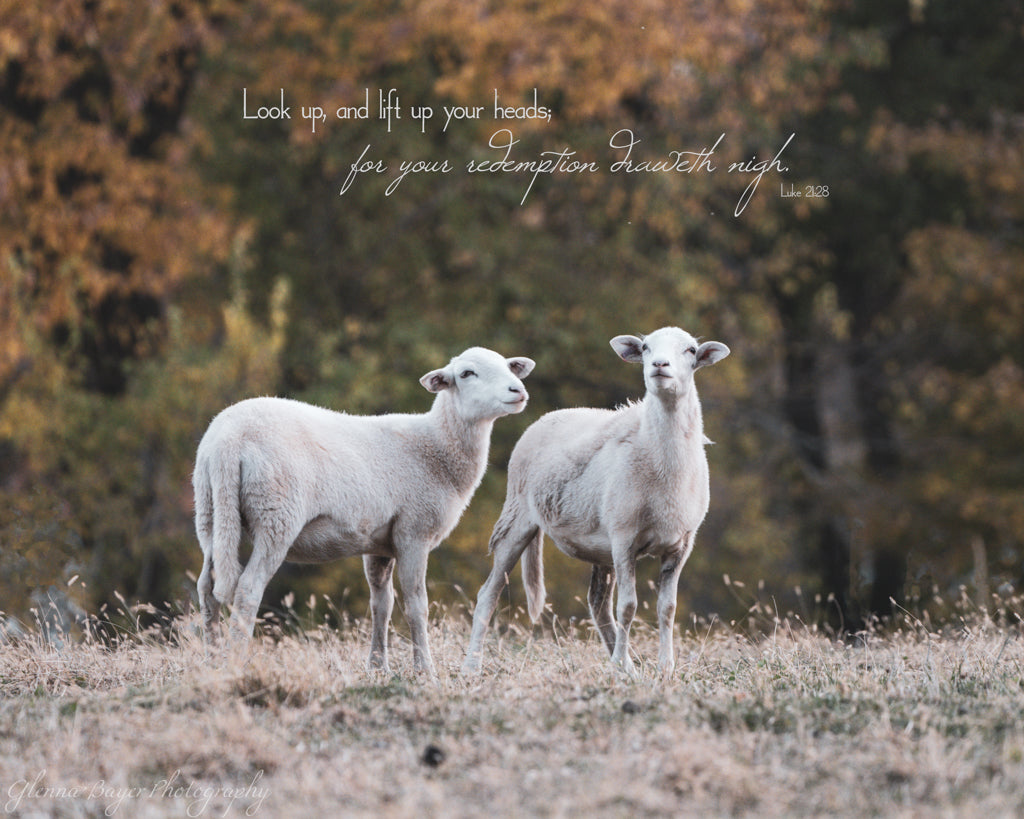 Two sheep standing in field during autumn