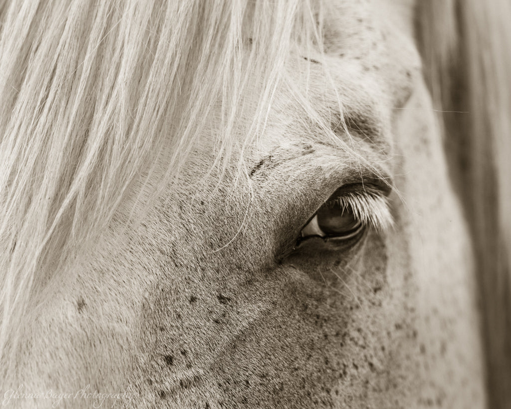 close-up of horse's eye