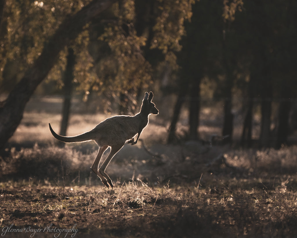 kangaroo hopping in Australian landscape