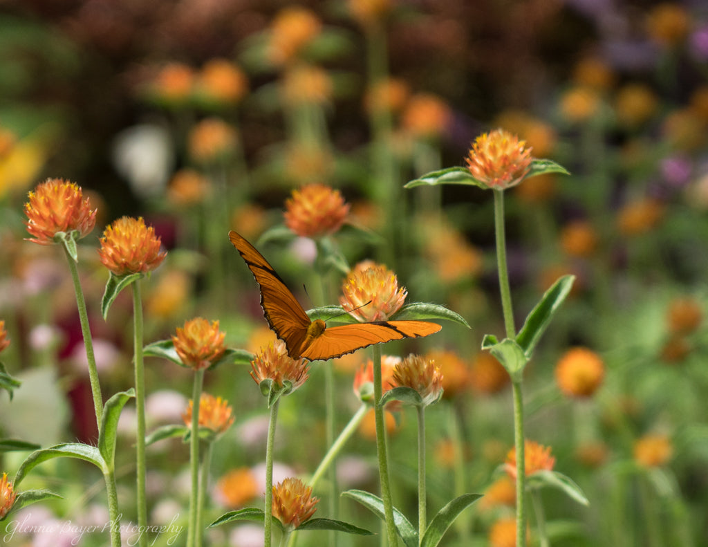orange butterfly on orange flowers