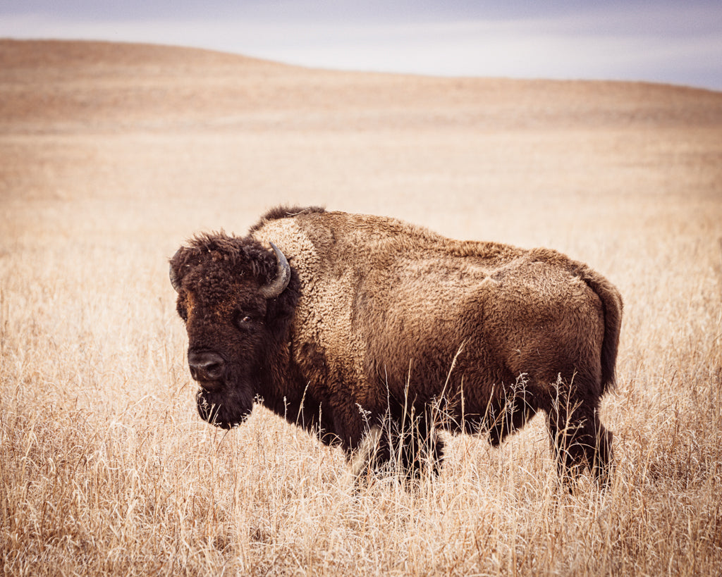 Bison standing in the plains of the Kansas Flint Hills