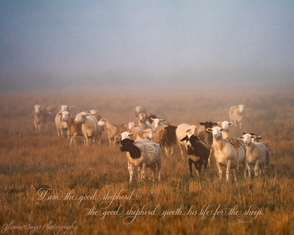 flock of sheep in field on a foggy morning