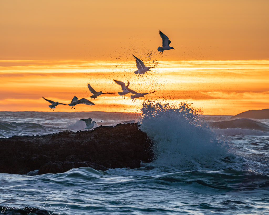 birds flying through ocean spray at sunset