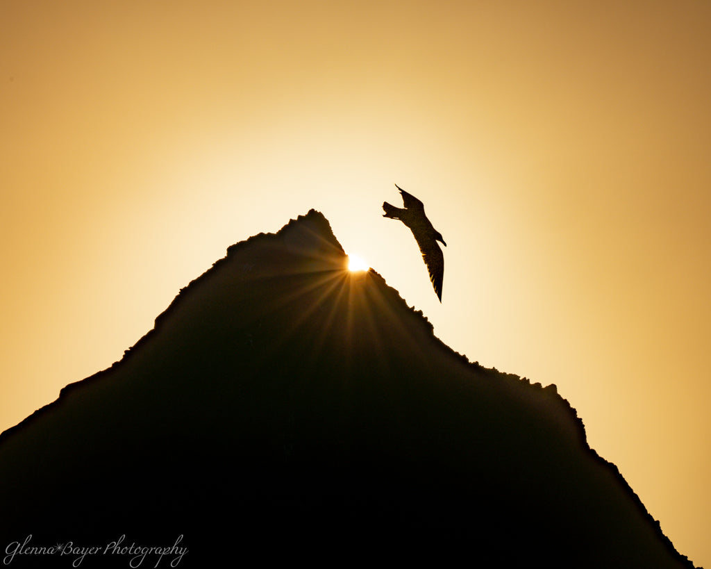bird flying next to sunburst