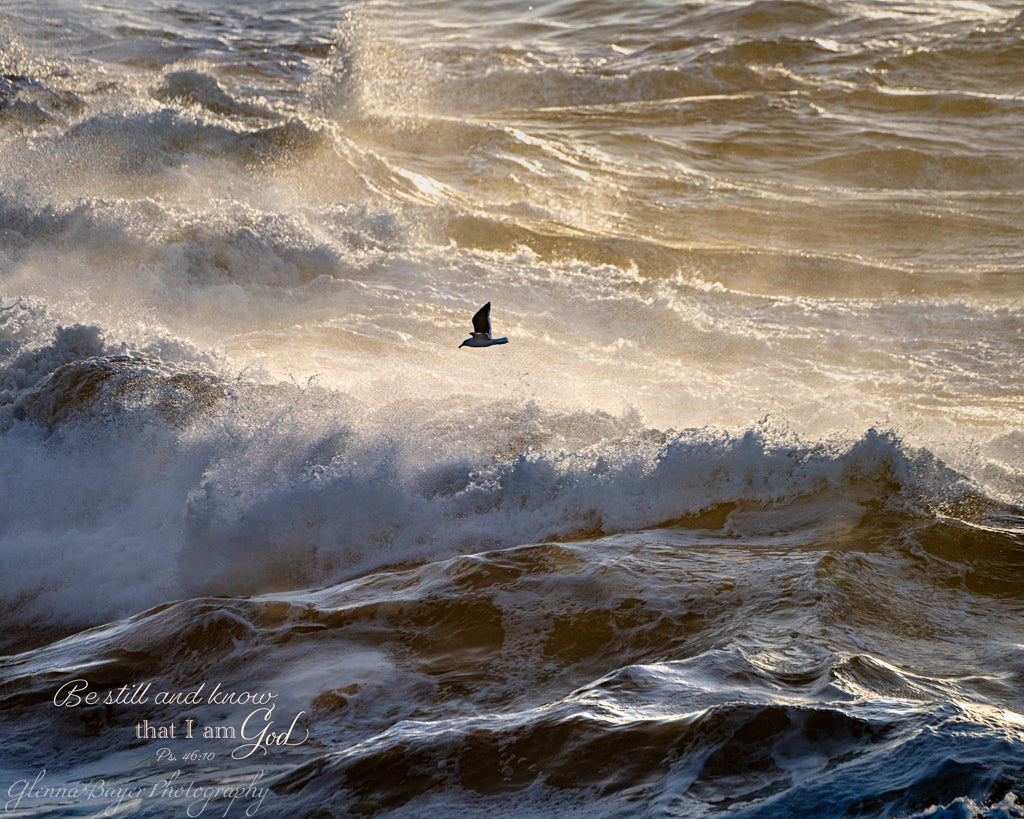 seagull flying over roaring waves